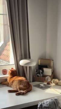 Adult domestic ginger cat laying down by the window on the desk at home and looking outside. Cozy minimalistic apartment, domestic pet life
