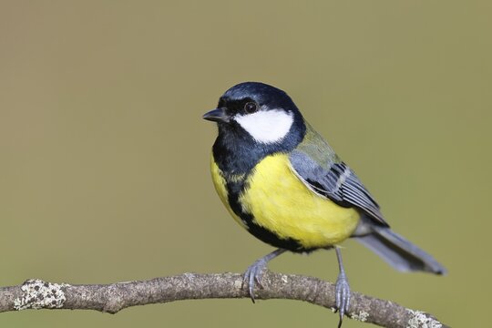 Great tit (Parus major), sitting on a branch, Wilnsdorf, North Rhine-Westphalia, Germany