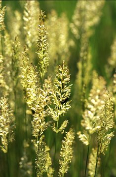 Grass blossom