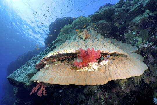 Mountain coral (Porites lutea), Daedalus Reef dive site, Egypt, Red Sea