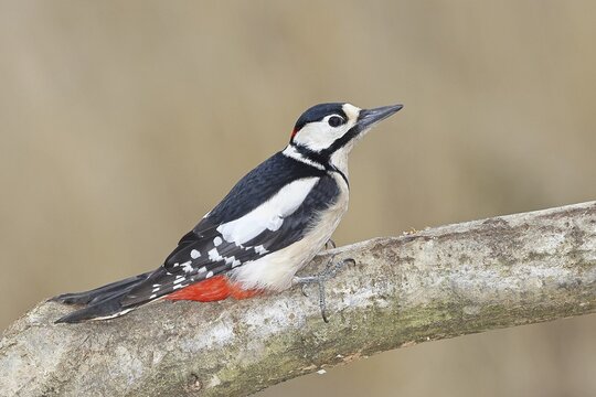Great spotted woodpecker (Dendrocopos major), male, sitting on a branch, Wilnsdorf, North Rhine-Westphalia, Germany
