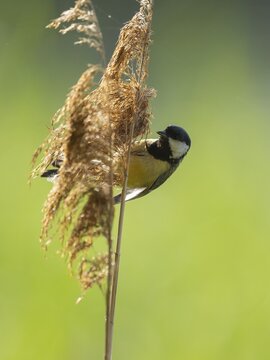 Great tit (Parus major) foraging for seeds on reeds (Phragmites australis), Lower Saxony, Germany