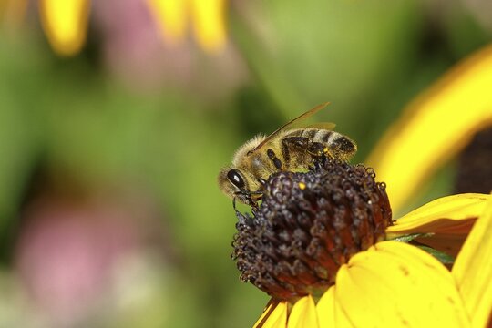 European honey bee (Apis mellifera), collecting nectar from a flower of the yellow coneflower (Echinacea paradoxa), close-up, macro photograph, Wilnsdorf, North Rhine-Westphalia, Germany