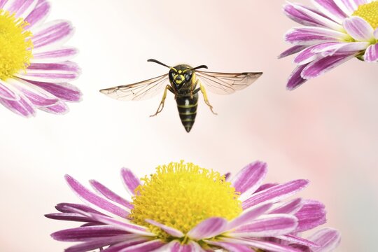Ancistrocerus nigricornis (Ancistrocerus nigricornis) in flight, on a Aster (Aster sp.), Germany