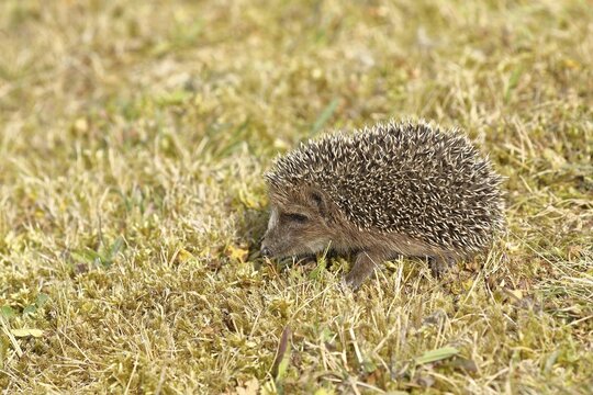 European hedgehog (erinaceus europaeus), juvenile, foraging in a meadow orchard, Wildlife, Wilnsdorf, North Rhine-Westphalia, Germany