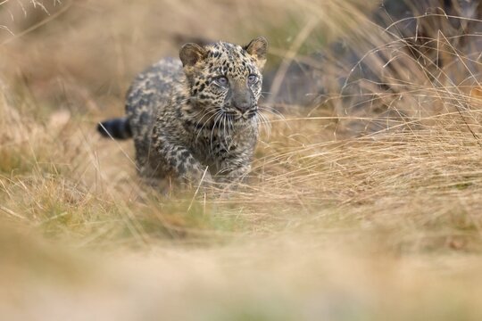Indian indian leopard (Panthera pardus fusca) young in a forest, Czech Republic