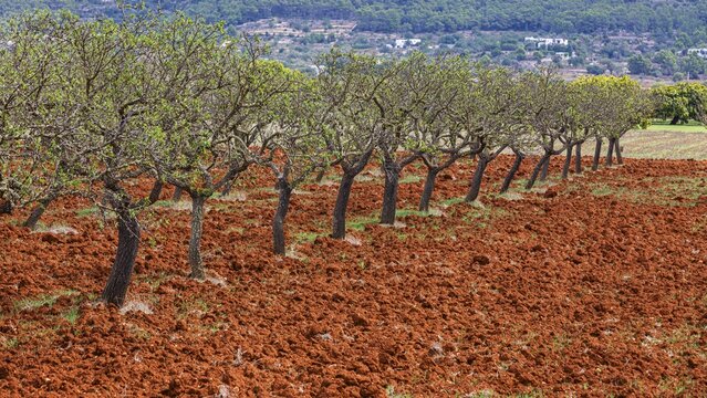 Row of almond trees on ploughed field, Pla der Corona, Ibiza, Balearic Islands, Mediterranean Sea, Spain
