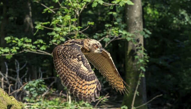 Eurasian eagle-owl (Bubo bubo), adult flying, Kasselburg, Eifel, Germany