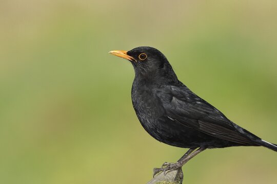 Blackbird (Turdus merula) male, sitting on a stone, side view, North Rhine-Westphalia, Germany