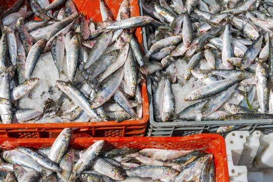 Fish at a market stall, market of Chefchaouen, Chaouen, Tangier-T&eacute;touan, Kingdom of Morocco