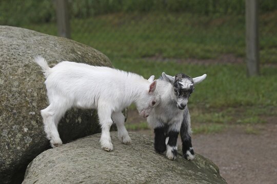 Domestic goat (Capra aegagrus hircus) playing young, Central Sweden, Sweden, Scandinavia, Central Sweden, Sweden