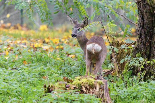 A female roe deer (Capreolus capreolus) stands in a forest on a cloudy day