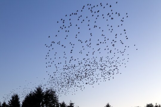 Flock of starlings (Sturnus vulgaris) directly above the roost, flock of birds, autumn migration, spring migration, bird migration, assembly point, flight formation, Germany