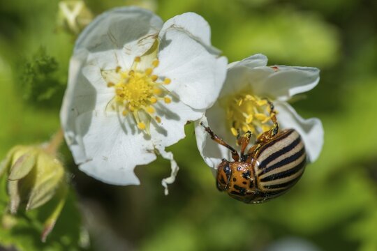 Leaf beetle, chrysomelidae, Colorado beetle, Colorado potato beetle, potato beetle, leptinotarsa decemlineata, beetle, coleoptera, insects, beetles, potato bug, ten-lined potato beetle, ten-striped spearman