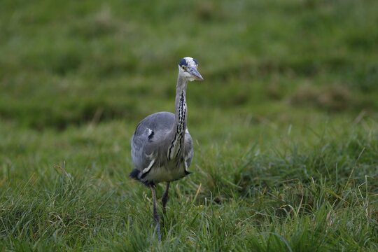 Grey heron (Ardea cinerea) struts across a meadow, Schleswig-Holstein, Germany