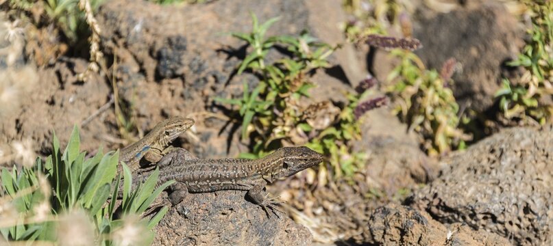 Two Canaries Lizards (Gallotia galloti) basking on a rock, endemic to the Canaries, Tenerife, Canary Islands, Spain