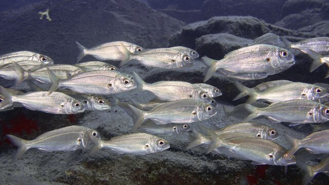 Silver fish, the arbour bream (Pagellus acarne), swim in a dense shoal through the blue water. Dive site Bufadero, Palm Mar, Tenerife, Canary Islands, Spain
