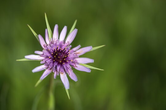 Asteraceae, oyster plant, granelli, haverroot, Italy, Jerusalem starling, daisy, pantani cuba and longarini, purple goatbeard, tragopogon porrifolius, migratory bird sanctuary, Pantani Cuba & longarini migratory bird sanctuary, common salsify, flora, Italy, oyster plant, plants, purple salsify, Sicily, foundation per species variety, vegetable oyster