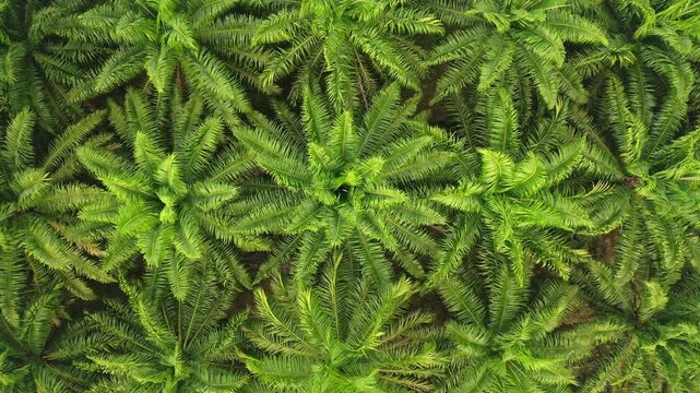 Palm trees oil plantation in Khao Sok National Park, Thailand, rows of vibrant green fronds and canopy forming orderly patterns highlighting sustainable agriculture. Aerial view top down zoom in shot