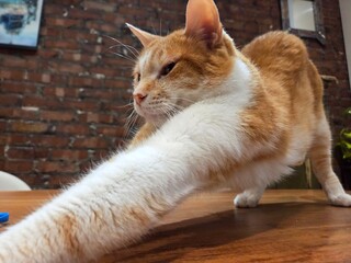 Orange Cat © Elena