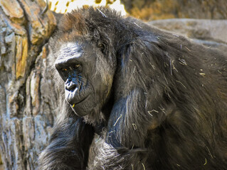 Pondering Gorilla © Brett