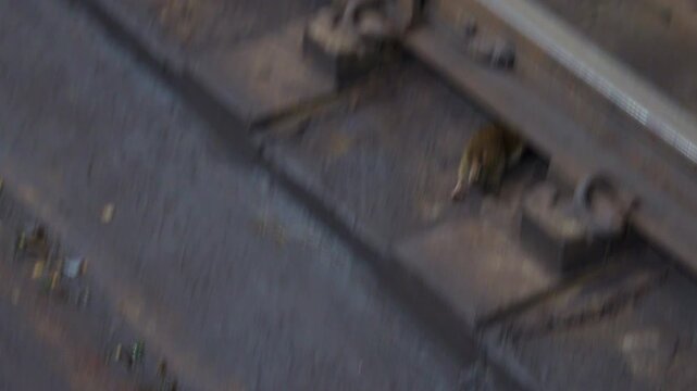 A rat runs across the dirty ground inside a Chicago subway or metro station environment in a close-up urban scene. Underground transportation systems, sanitation problems, rodents, and gritty city