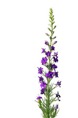 Fototapeta premium Consolida regalis. Purple larkspur (Consolida) featuring vibrant purple flowers and buds arranged along a vertical, green stem, set against a transparent background.