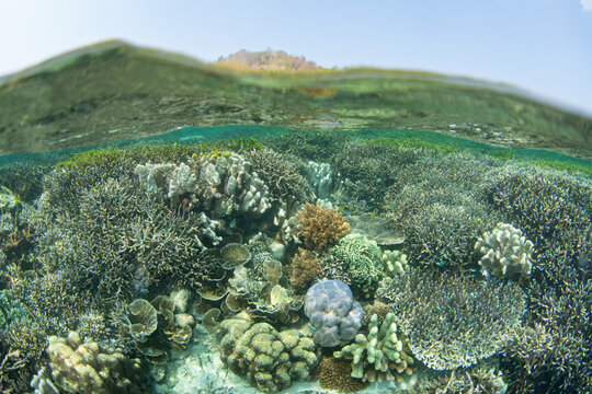 Fragile, healthy corals cover a shallow reef at Proco Island near Halmahera, Indonesia. This area harbors the greatest marine biodiversity on Earth and is a destination for diving and snorkeling.