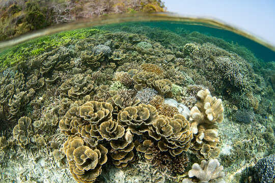Fragile, healthy corals cover a shallow reef at Proco Island near Halmahera, Indonesia. This area harbors the greatest marine biodiversity on Earth and is a destination for diving and snorkeling.