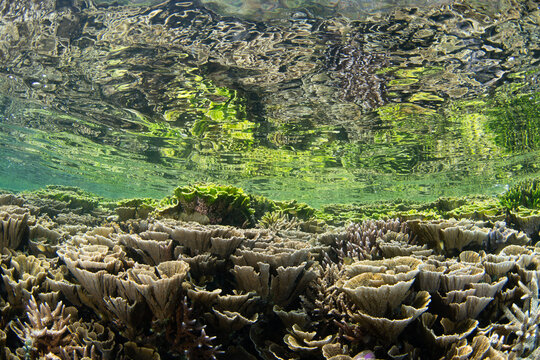 Fragile, healthy corals cover a shallow reef at Proco Island near Halmahera, Indonesia. This area harbors the greatest marine biodiversity on Earth and is a destination for diving and snorkeling.