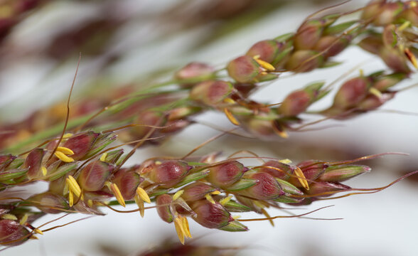 Close-up of individual seeds of barnyard grass (Echinochloa crus-galli) growing on an ear.