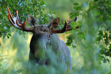  Łoś (Alces alces) moose  © Bartosz Rakoczy