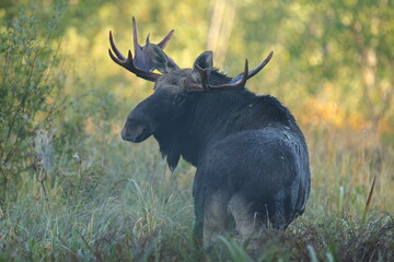  Łoś (Alces alces) moose  © Bartosz Rakoczy
