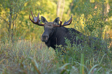  Łoś (Alces alces) moose  © Bartosz Rakoczy