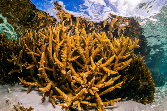 Coral colonies grow in shallow sunlit water at Heron Island on the Great Barrier Reef, Queensland, Australia.