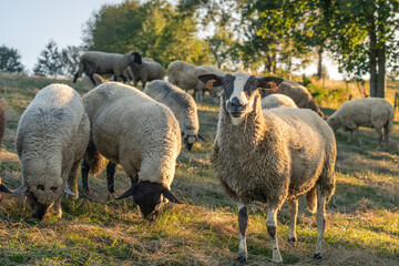 Sheep looking at the camera among a grazing flock in the Silesian Beskids, Poland © Piotr Szpakowski