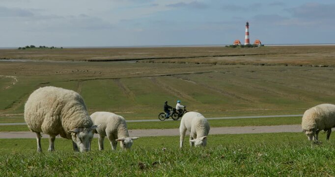 Ewe and lambs grazing in front of Westerhever lighthouse, cyclist, North Sea coast, Schleswig-Holstein, Germany