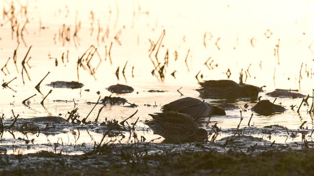 Eurasian Teal, Anas crecca, birds in spring courtship on marshes