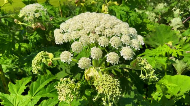 Flowering Giant Hogweed, (Heracleum mantegazzianum) an invasive species that is difficult to eradicate, in Glemminge, Ystad Municipality, Sk&aring;ne County, Sweden, Scandinavia