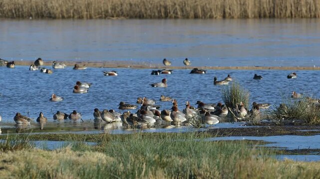 Eurasian Wigeon, Mareca penelope, birds on winter marshes