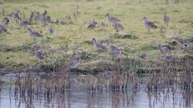 Black-tailed Godwit (Limosa limosa) in environment, Devon, England, United Kingdom