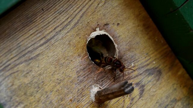 European hornets (Vespa Crabro) live in birdhouses