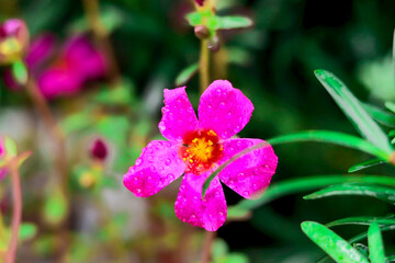 flor con gotas de lluvia © JoseLuis