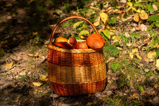 Wicker Basket Full of Wild Forest Mushrooms in Autumn Woodland