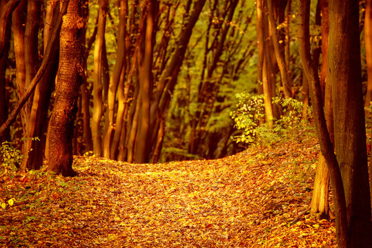 Golden Autumn Forest Path Covered with Fallen Leaves in Warm Evening Sunlight