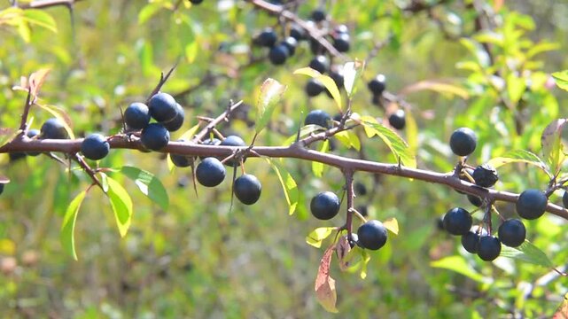 Blackthorn (Prunus spinosa), branch with fruit in Ystad, Sk&aring;ne County, Sweden, Scandinavia