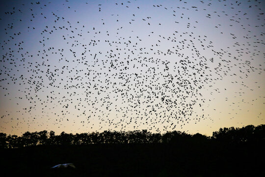 Large flock of birds flying over trees at dusk in Ulsan
