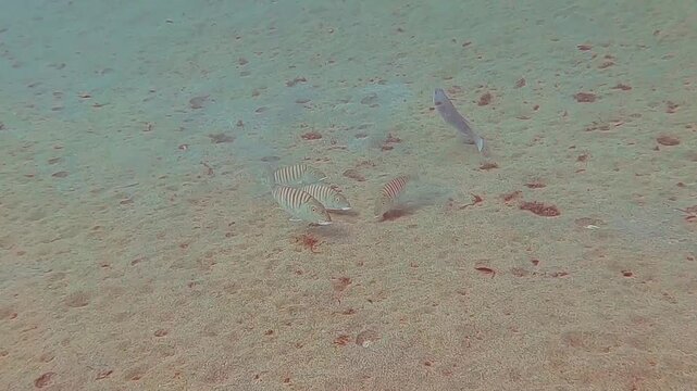 Sand steenbras (Lithognathus mormyrus), Lanzarote, Canary Islands, Spain