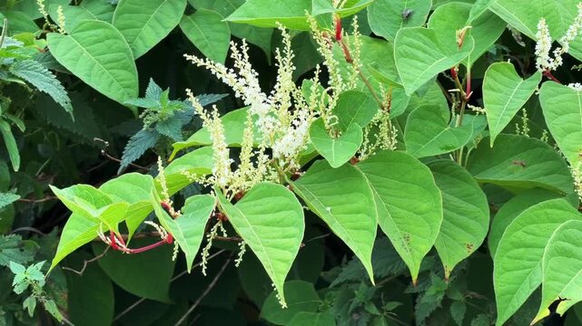 Flowering Japanese Knotweed (Fallopia Japonica), an invasive piece in a forest clearing in Ystad, Sk&aring;ne County, Sweden, Scandinavia