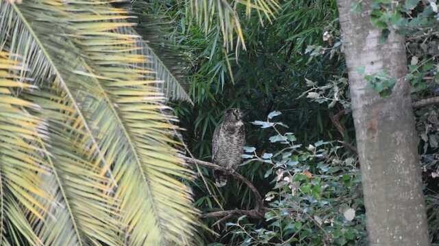 Adult free-ranging Virginia eagle owl (Bubo virginianus) stretching and preening in Bosques de Palermo Park in the city of Buenos Aires, Argentina